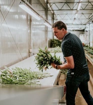 Herman de Jong in zijn leliekwekerij