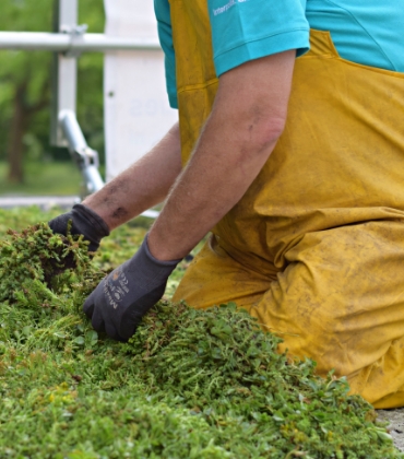 Een persoon zit op zijn knieën op een groen dak en zorgt dat de sedumplantjes in een goede conditie blijven.