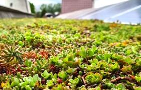 Groen dak op een bedrijfspand