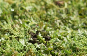 een groen dak met sedumplantjes