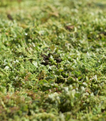 een groen dak met sedumplantjes