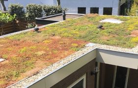 Een groen dak met verschillende soorten plantjes
