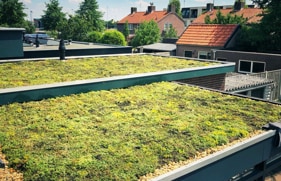 Een groen dak met sedumplantjes