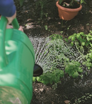 De moestuin; voor wat buitenleven in corona-tijd