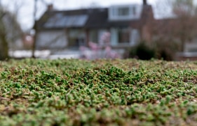 Sedumplantjes op een groen dak