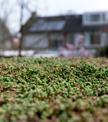 Sedumplantjes op een groen dak