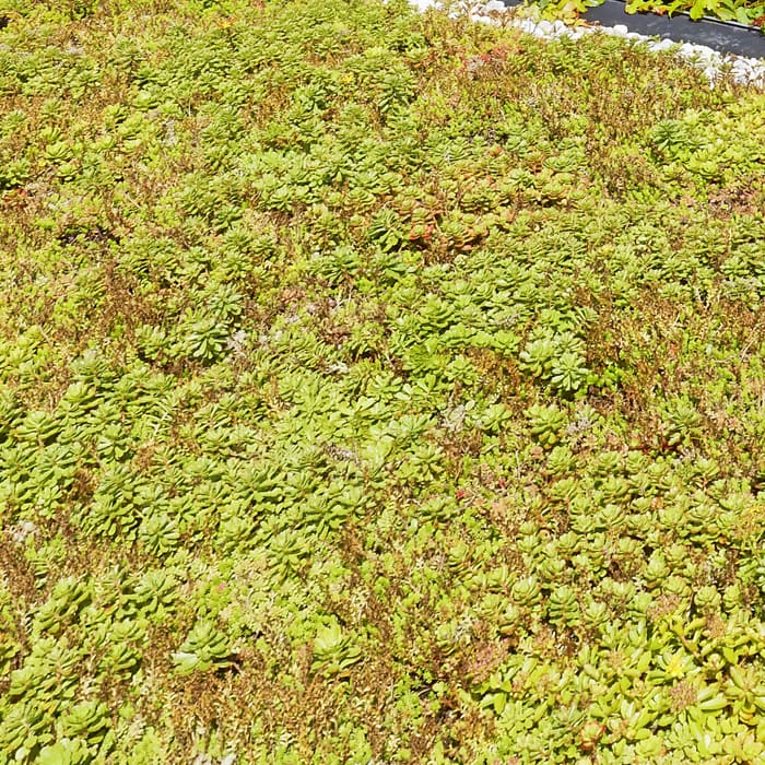 Bovenaanzicht van een groek dak. Dat is een plat dak voorzien van sedumplanten.